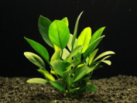 Anubias barteri var. Petite