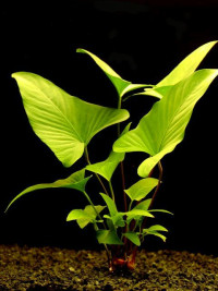 Anubias hastifolia