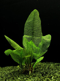 Aponogeton madagascariensis