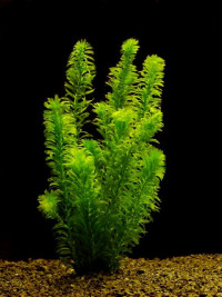 Egeria densa 5+1 zdarma