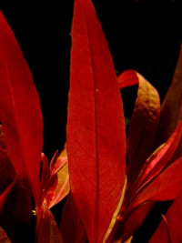 Alternanthera rubra