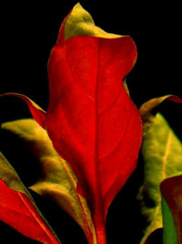 Alternanthera splendens