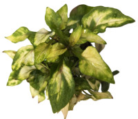 Alternanthera colorata