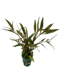 Alternanthera reineckii "Mini"
