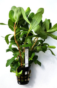 Ammania gracilis