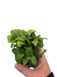 Anubias nana "Golden"XL