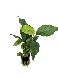 Anubias heterophylla