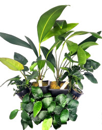 Anubias kolekce 5+1 zdarma