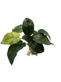 Anubias barteri var. barteri Broad leaf