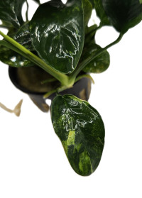 Anubias barteri var. barteri Oriental green