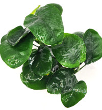 Anubias barteri var. barteri