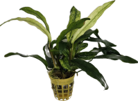 Anubias barteri var. glabra Variegated