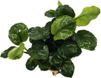 Anubias barteri "Golden coin leaf"