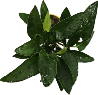 Anubias gracilis