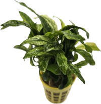 Anubias barteri  minima variegated