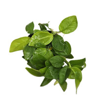 Anubias nana "Golden"
