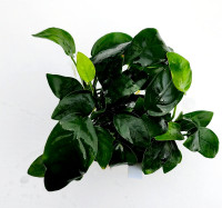 Anubias barteri var. nana