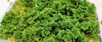 Azolla filiculoides - box