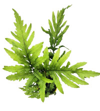 Bolbitis heudelotii