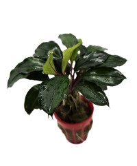 Bucephalandra Batang Kawa