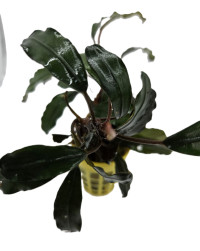 Bucephalandra biblis pink