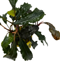 Bucephalandra biblis red