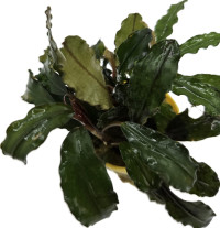 Bucephalandra biblis sky