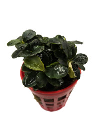 Bucephalandra brownie blue
