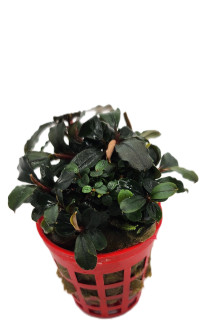 Bucephalandra brownie purple