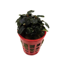 Bucephalandra Deep blue