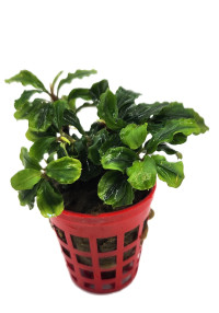 Bucephalandra green wavy