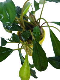 Bucephalandra sp.Venus