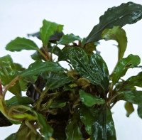 Bucephalandra sp.Nanga Pinoh
