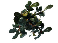 Bucephalandra brownie ghoust ulu kapus