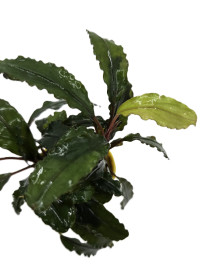 Bucephalandra velvet green