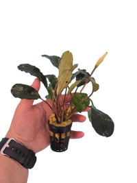 Bucephalandra giant velvet