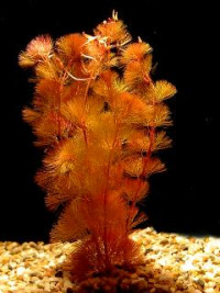 Cabomba piauhyensis
