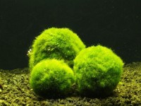 Cladophora aegagropila M řasokoule