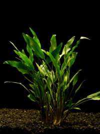 Cryptocoryne lutea