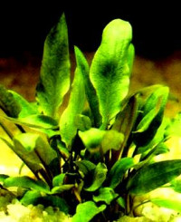 Cryptocoryne becketii