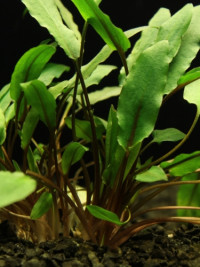Cryptocoryne petchii