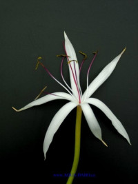 Crinum thaianum-"cibule"