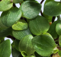 Callisia repens T (turtle)