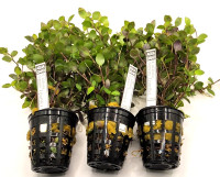Callisia repens T (turtle) 2+1 zdarma