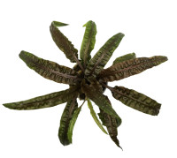 Cryptocoryne balansae