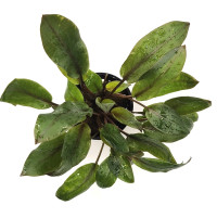 Cryptocoryne wendtii Mi Oya