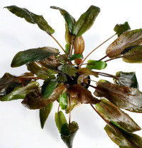Cryptocoryne tropica
