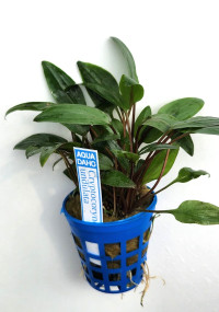 Cryptocoryne undulata 