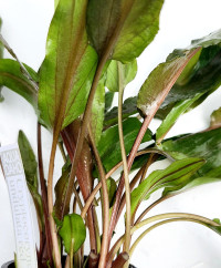 Cryptocoryne undulata red