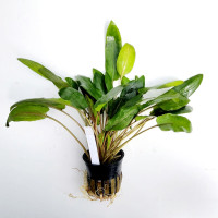 Cryptocoryne wendtii hybrid